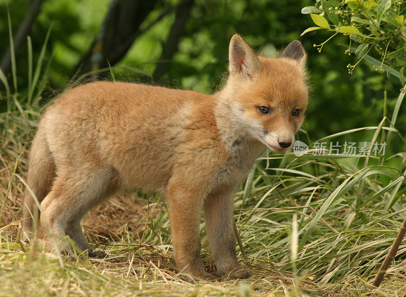 小红狐(Vulpes vulp.)